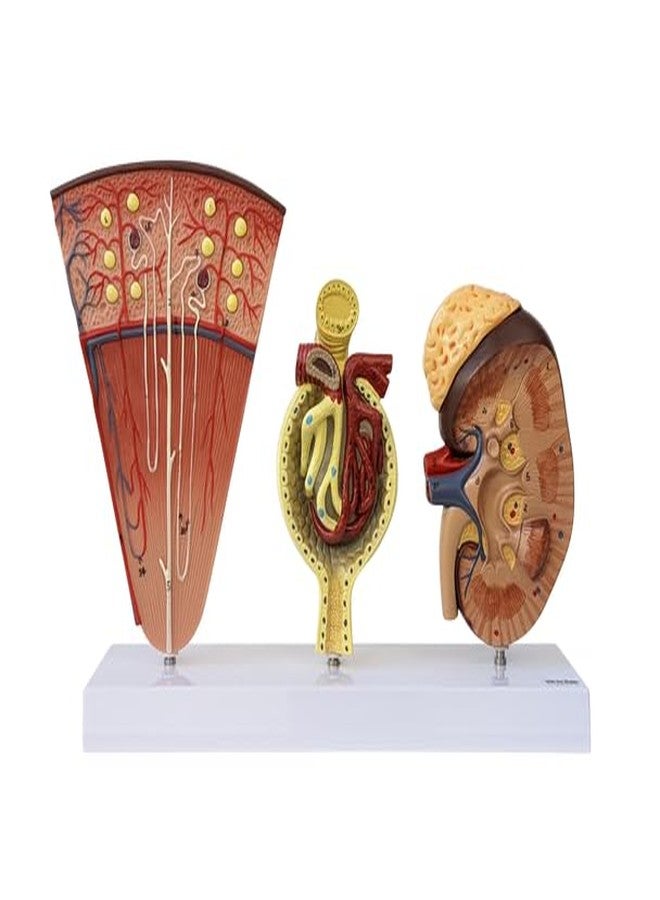 Axis Scientific Kidney Model with Nephrons and Glomerulus - Enlarged Nephrons and Glomerulus - Perfect for Anatomy Students, Urologists, Patient Consultation - Includes Full Color Study Guide - Image 1